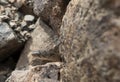 ÃÂ Yellow Spotted Keelback snake close up of juvenile snake hiding in rocks around water bodies